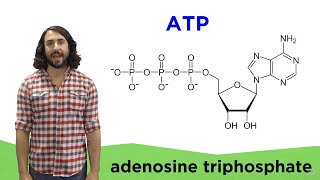 Metabolism and ATP [upl. by Gae474]