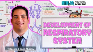 Embryology  Development of the Respiratory System [upl. by Boucher]