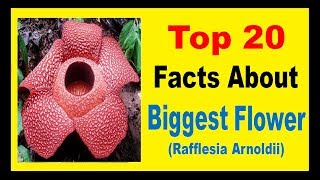 The Biggest Flower Rafflesia Arnoldii  Facts [upl. by Analat]