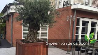 Het snoeien van de olijfboom  OlijfboomSpecialistnl  Mediterrane bomen vertrouwd dichtbij [upl. by Pozzy]