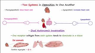 Autonomic Nervous System [upl. by Ahtebat]