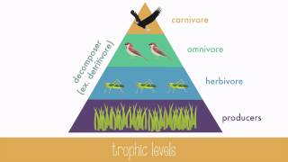 Energy Transfer in Trophic Levels [upl. by Elleiand]