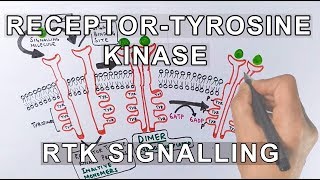 Receptor Tyrosine Kinase  RTK Signalling [upl. by Jannery801]