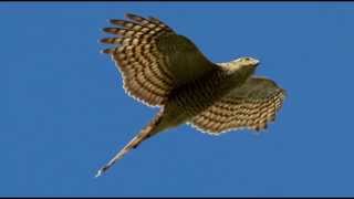 Sparrowhawk Bird Call Bird Song [upl. by Tnomed]