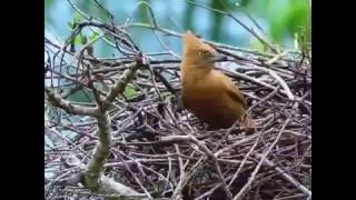 ¿Como Hacen los Nidos las Aves Silvestres  How Do Birds Build Their Nest [upl. by Alleyne]