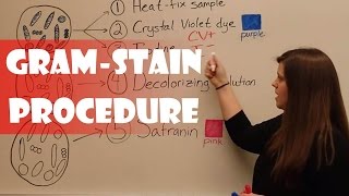 Gram Stain Procedure [upl. by Ignacia]