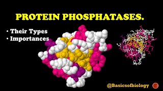 Protein phosphatases and their importance [upl. by Rollecnahc]