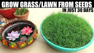 How To Grow Grass From Seed  SEED TO FINAL RESULT [upl. by Arakaj]