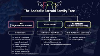 The Anabolic Steroid Family Tree  How Different Steroids Impact Muscle Building amp Performance [upl. by Leirej946]