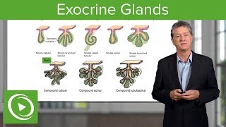 Exocrine Glands – Histology  Lecturio [upl. by Llednahs]