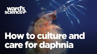 Caring and Culturing for Daphnia [upl. by Notterb]