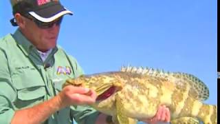 Everglades Wreck Fishing Goliath Grouper and Permit [upl. by Yeldah]