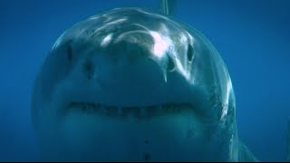 Blue Water White Shark Guadalupe 2008 [upl. by Alys75]