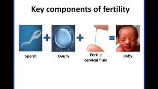 Focusing on Fertility Intro to Fertility AwarenessBased Methods [upl. by Monique]