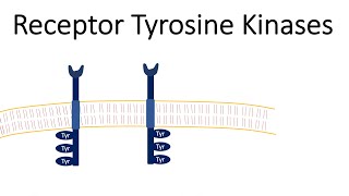 Receptor Tyrosine Kinases  RTK [upl. by Paulina]