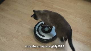 Cat shows HOW TO use iRobot Roomba Vacuum [upl. by Nosrettap]