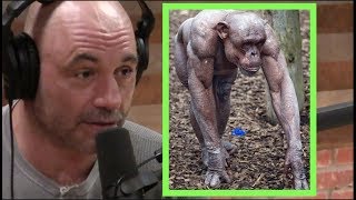 Joe Rogan  Chimps Are Vicious [upl. by Dalston]