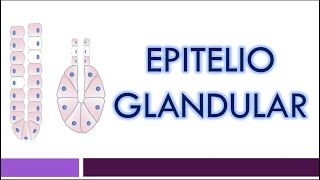 TEJIDO EPITELIAL Epitelio Glandular [upl. by Attener]