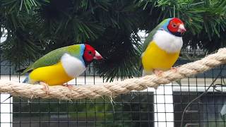 Gouldamadine in volière Gouldian Finches outside aviary [upl. by Etteuqaj794]