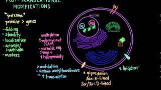 Post Translational Modifications [upl. by Eslehc]