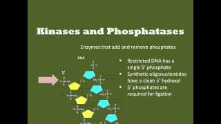 Kinases and Phosphatases [upl. by Kehsihba954]