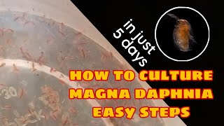 How to Culture Magna Daphnia Easily [upl. by Nesilla]