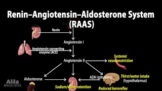 The Renin–Angiotensin–Aldosterone System RAAS Animation [upl. by Haynor]