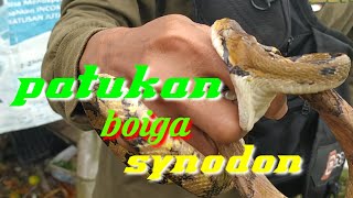 BOIGA SYNODON [upl. by Hobbie]