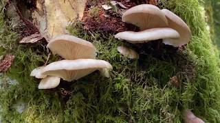 Oyster Pleurotus ostreatuspulmonarius Pleurotus populinus mushrooms are fruiting abundantly now [upl. by Mcconaghy]