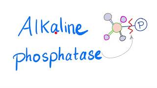 Alkaline Phosphatase ALP  Lab Test 🧪 [upl. by Enidualc]