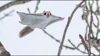 Un véritable écureuil volant [upl. by Nimaj]