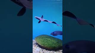 5 interesting facts about “BLACK GHOST KNIFE FISH “ intrestingfacts GhostFish AquariumLife [upl. by Eversole]