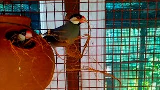 Java Finches Making Nest For Breeding  MY PET PLANT [upl. by Peacock951]