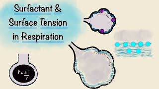 Surfactant and Surface Tension in Respiration  Breathing Mechanics  Respiratory Physiology [upl. by Persons]