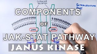 Components of JAKSTAT Pathway  JANUS KINASE amp STAT [upl. by Naujuj]