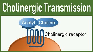 Cholinergic Transmission  Autonomic nervous system [upl. by Devina]