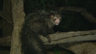 Spooky Aye Aye Thinks Fingers Are Food  Deadly 60  BBC Earth [upl. by Nrubliw512]