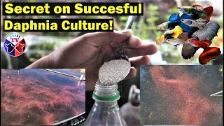 How to Culture Daphnia Successfully [upl. by Myrna]