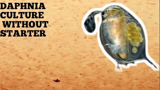 HOW TO CULTURE DAPHNIA NATURALLY WITHOUT A STARTER [upl. by Annair]