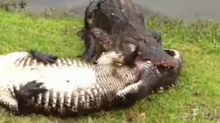 Alligators fight to crocodile and Finish [upl. by Evelc581]