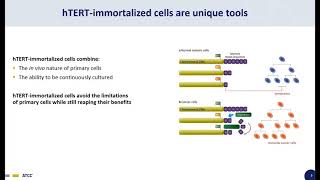 hTERTimmortalized Primary Cells [upl. by Naoma]