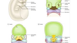 development of Face Nose amppalate [upl. by Peta]