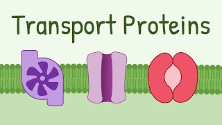 Transport Proteins Pumps Channels Carriers [upl. by Sitarski271]