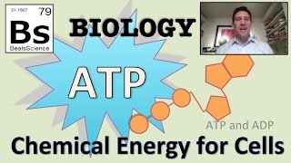 Photosynthesis ATP and ADP Cycle [upl. by Malda]