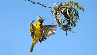 Weaver bird building a nest [upl. by Masera371]