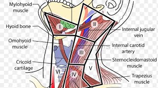 Level of Cervical Lymphnode amp Triangle of Neck [upl. by Riancho]