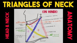 Triangles of Neck  Head amp Neck [upl. by Burkle]