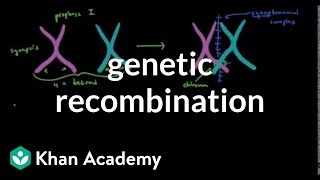 Genetic recombination 1  Biomolecules  MCAT  Khan Academy [upl. by Mittel]