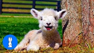 Baby Lamb Sheep Goes Baa  CUTEST Compilation [upl. by Jeri598]