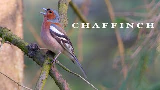 CHAFFINCH bird singing beautifull bird sounds [upl. by Osher666]